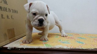 PF63583 - English Bulldog Dog