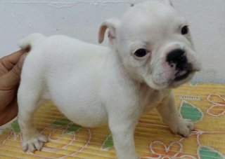 PF63585 - English Bulldog Dog