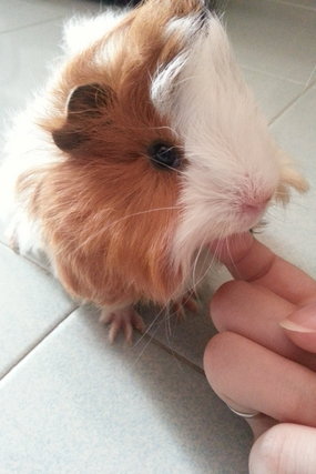 Misu And Teddy - Guinea Pig Small & Furry