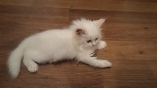 White Pure Persian - Persian Cat