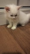 White Pure Persian - Persian Cat