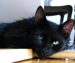 Black Beauty - Domestic Long Hair Cat