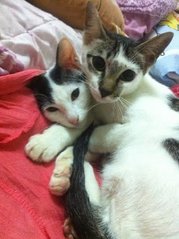 Orey &amp; Yo - Domestic Short Hair Cat