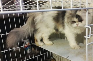 Chloe - Persian Cat