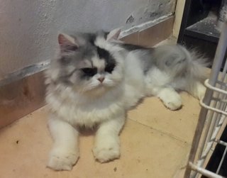 Chloe - Persian Cat