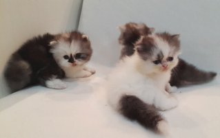 Chloe's latest kittens