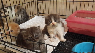 Previous kittens