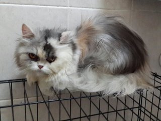 Chloe - Persian Cat