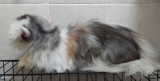 Chloe - Persian Cat