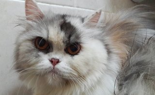 Chloe - Persian Cat