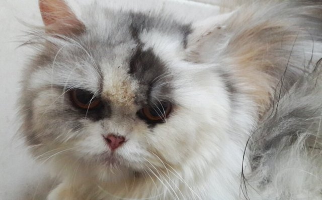 Chloe - Persian Cat