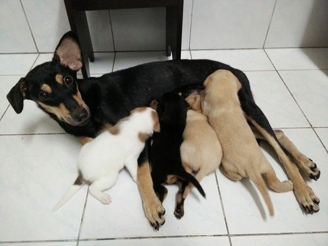 4 Little Precious - Mixed Breed Dog