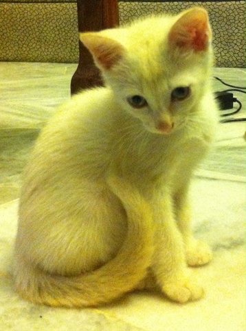 Creamy Babie  - Domestic Short Hair Cat