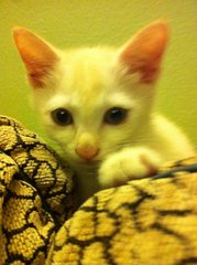 Creamy Babie  - Domestic Short Hair Cat