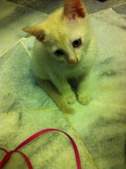Creamy Babie  - Domestic Short Hair Cat