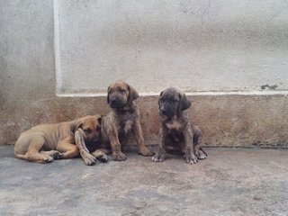 Fila Brasileiro ( Parent Imported) - Fila Brasileiro Dog