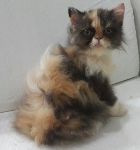 Baby - Persian Cat