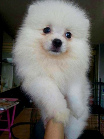 Pomeranian - White Taiwan Imported - Pomeranian Dog