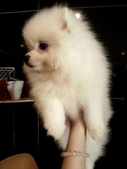 Pomeranian - White Taiwan Imported - Pomeranian Dog