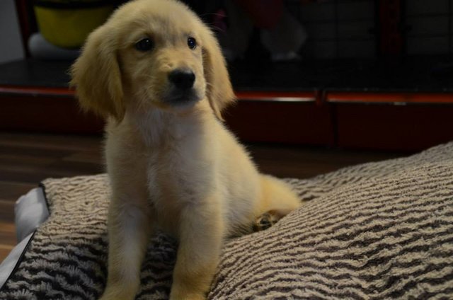 Golden Retriever - Big Bone Quality - Golden Retriever Dog