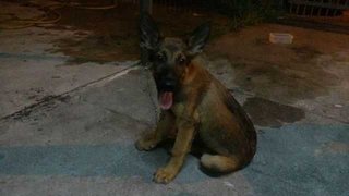  Belgium Shepherd (Malinois ) Puppy - Belgian Shepherd Malinois Dog