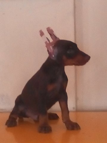 Dobermann Puppy - Doberman Pinscher Dog