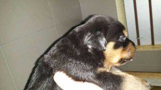 Rottweiler Puppy(Champion,imp.line) - Rottweiler Dog