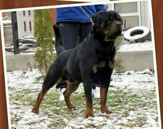 Rottweiler Puppy(Champion,imp.line) - Rottweiler Dog