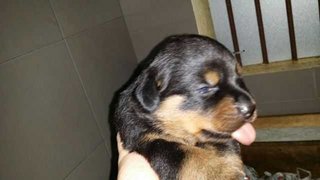 Rottweiler Puppy(Champion,imp.line) - Rottweiler Dog