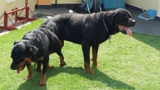 Rottweiler Puppy(Champion,imp.line) - Rottweiler Dog