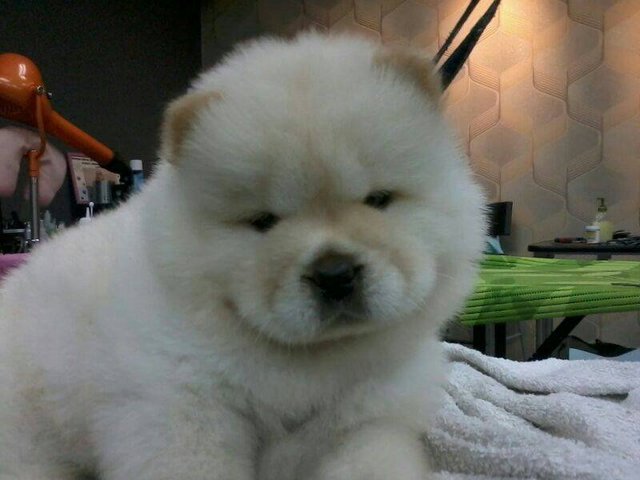 Chow Chow Puppy(Champion, Imp.line) - Chow Chow Dog