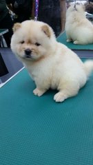 Chow Chow Puppy(Champion, Imp.line) - Chow Chow Dog