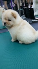 Chow Chow Puppy(Champion, Imp.line) - Chow Chow Dog