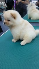 Chow Chow Puppy(Champion, Imp.line) - Chow Chow Dog