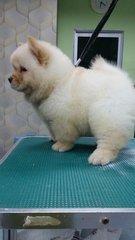 Chow Chow Puppy(Champion, Imp.line) - Chow Chow Dog