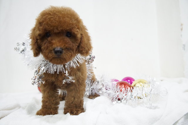 Chrismas Teddy Bear Mini Poodle - Poodle Dog