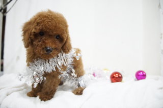 Chrismas Teddy Bear Mini Poodle - Poodle Dog