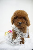 Chrismas Teddy Bear Mini Poodle - Poodle Dog