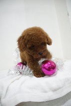 Chrismas Teddy Bear Mini Poodle - Poodle Dog