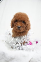 Chrismas Teddy Bear Mini Poodle - Poodle Dog