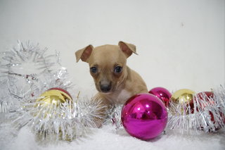 Chrismas Mini Princess Chihuahua  - Chihuahua Dog