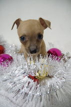 Chrismas Mini Princess Chihuahua  - Chihuahua Dog