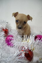 Chrismas Mini Princess Chihuahua  - Chihuahua Dog