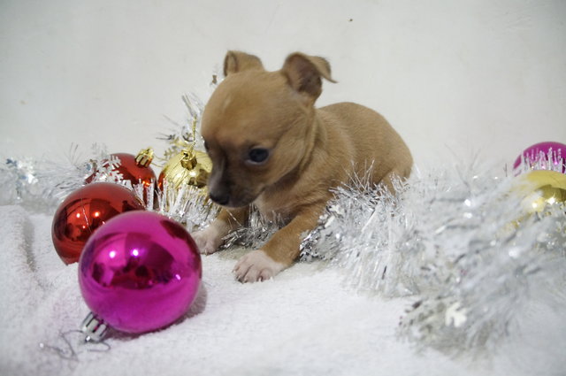 Chrismas Mini Prince Chihuahua  - Chihuahua Dog