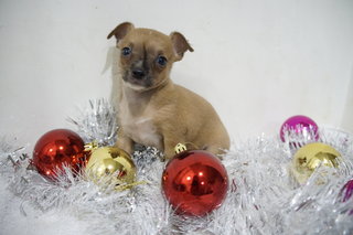 Chrismas Mini Prince Chihuahua  - Chihuahua Dog