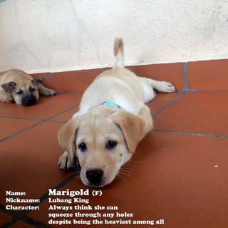 Marigold (F) [ADOPTED]