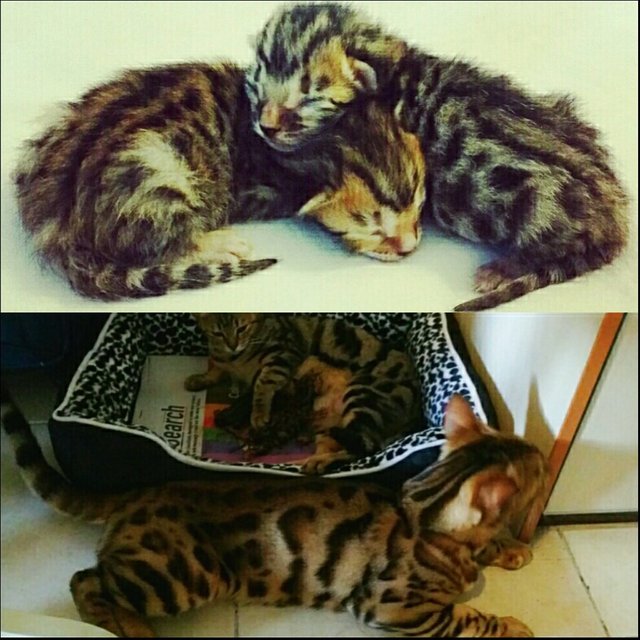 Bengal Kittens - Bengal Cat