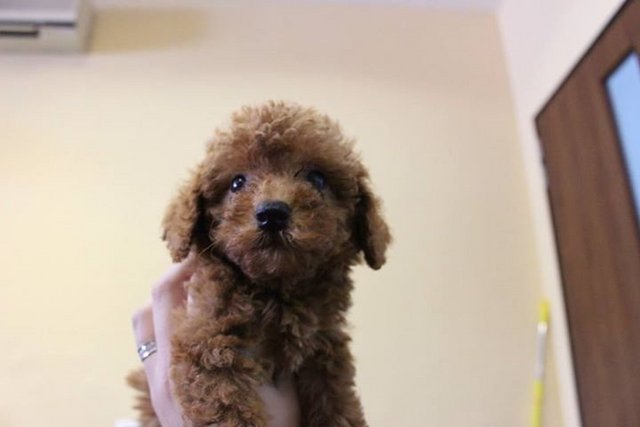 Brown Tiny Toy Poodle - Poodle Dog
