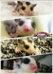 Panda - Sugar Glider Small & Furry