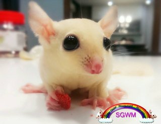 Not Given! - Sugar Glider Small & Furry